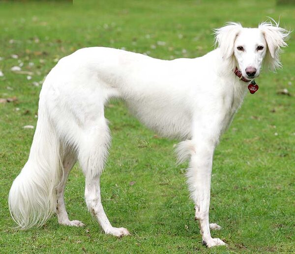 Tia the Saluki