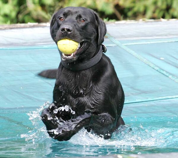 Buddy emerging from the pool after a cool down