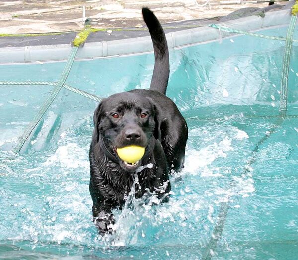 Buddy making a splash