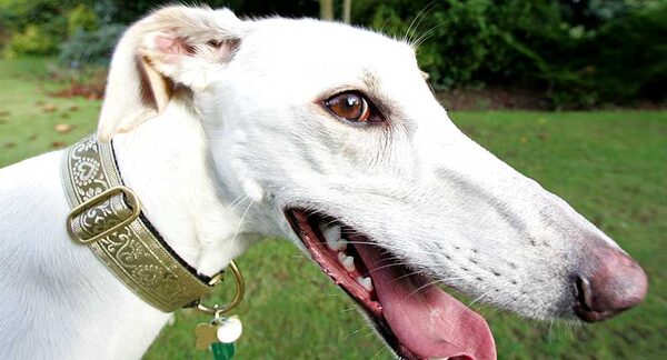 Faroh the Lurcher