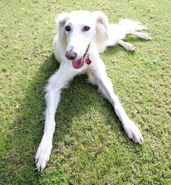 Tia the Saluki