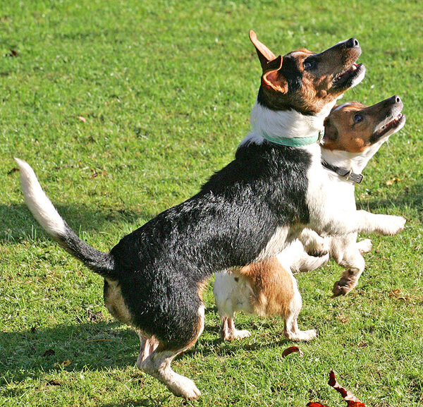 Jake and Sally Waiting for Marjorie To Throw The Ball