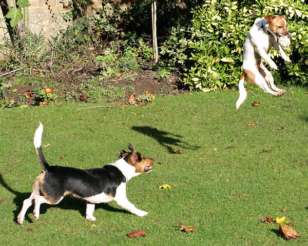 Sally Doing A Mid-Air Catch