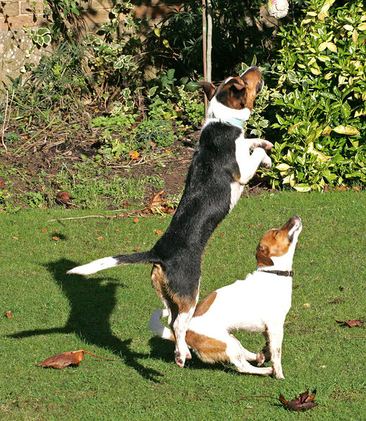 Jake and Sally Playing Catch