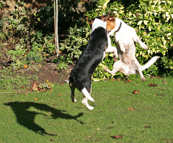 Jake and Sally In A Mid-Air Ballet