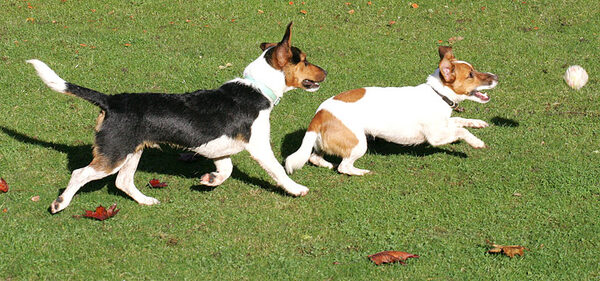 Jake and Sally Chasing the Ball
