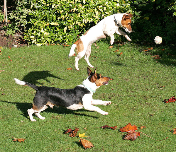 Jake and Sally Playing Catch