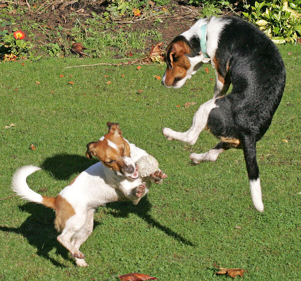 Sally Gets the Ball