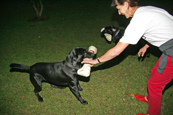 Harvey & Buddy receiving their giant rawhide bones