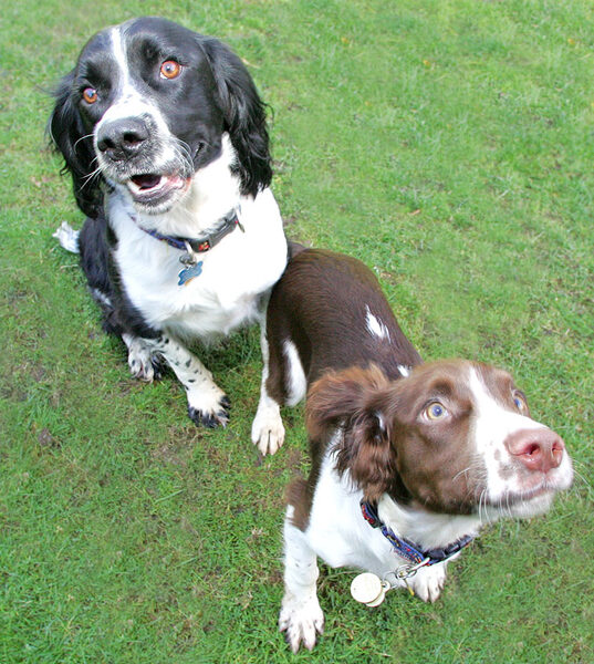 Jake & Rio cookie watching