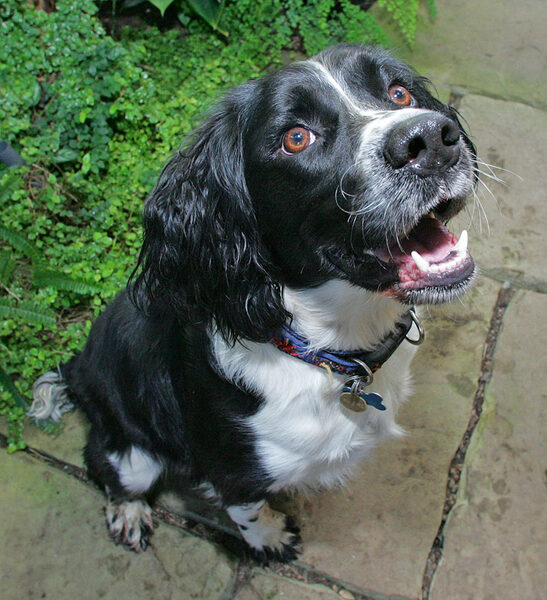 Jake perfectly poised to receive cookie