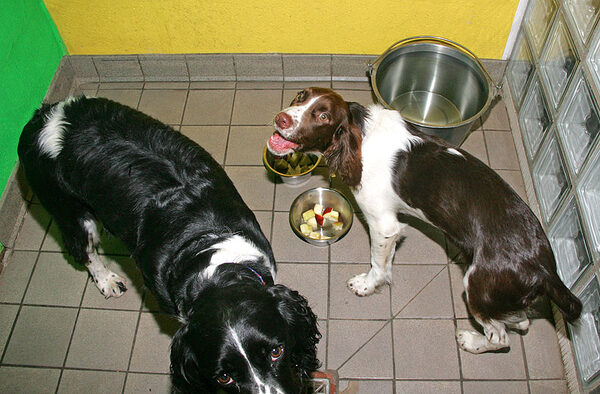 Jake & Rio enjoying their dessert