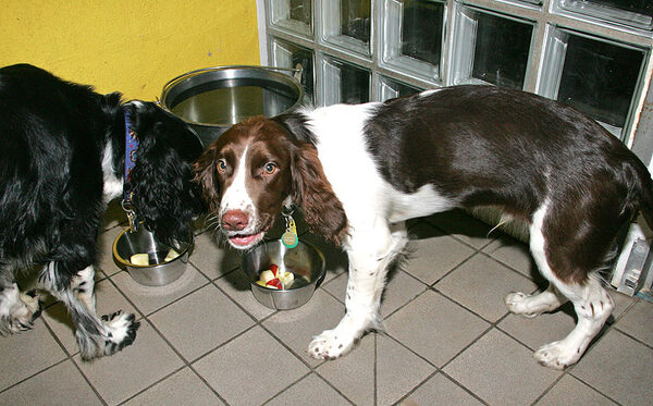 Jake & Rio at dessert time