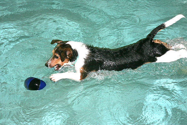 Jake Fetching the Floating Ball