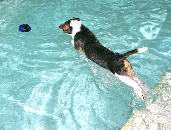 Jake Diving In