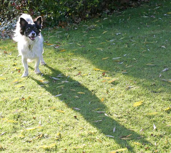 Little Dog, Long Shadow