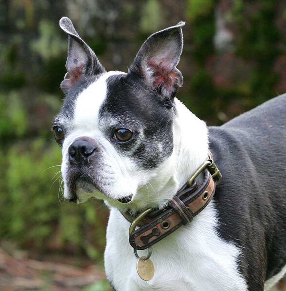 Mugsy looking handsome