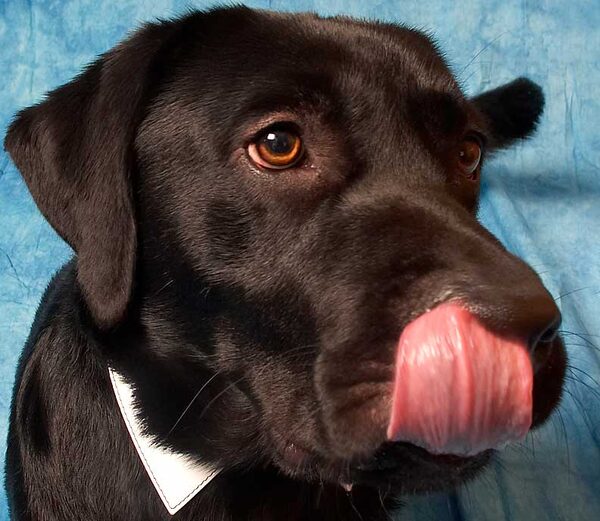 Rupert Having A Lick