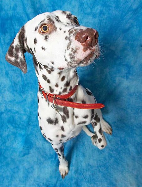 Juno the Dalmatian