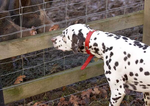 Juno Meets the Berkshire Pigs