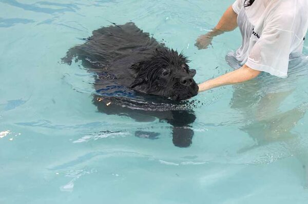 Dubawi Swimming