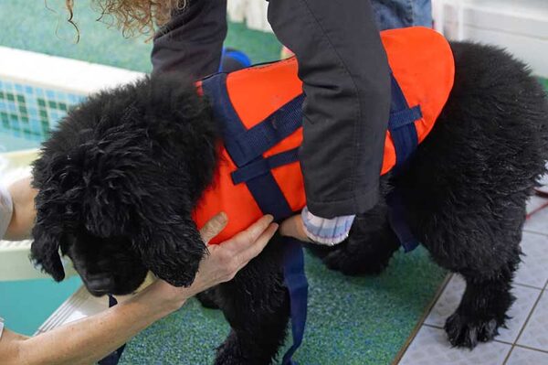 Treasure and Dog Life Jacket