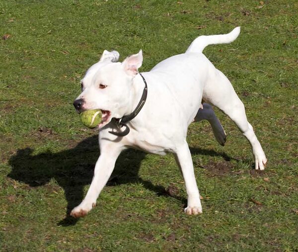 Having caught the ball, Maddy is off and running
