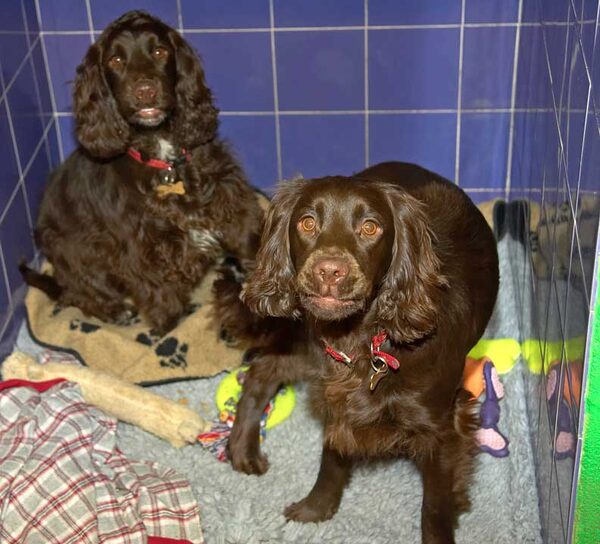 Fizzy and Poppy in Their Suite