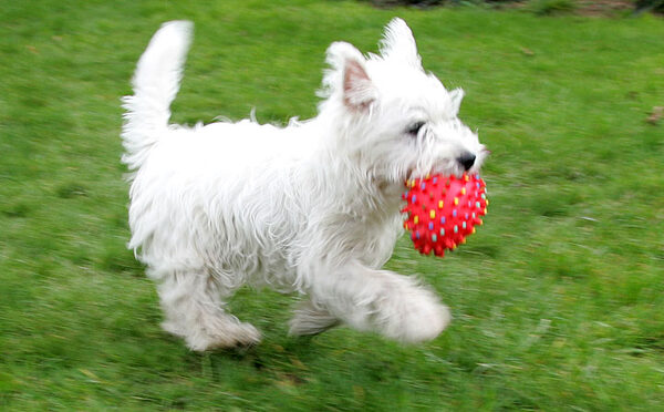 Maisy with Ball