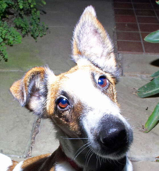 Milo the Fox Terrier