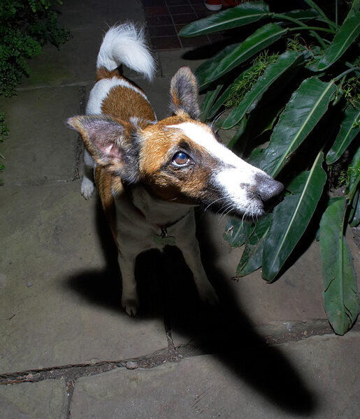 "Night" Photo of Milo