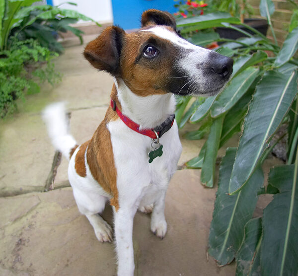 Milo the Fox Terrier