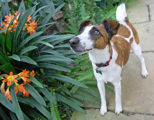 Milo and the Flowers