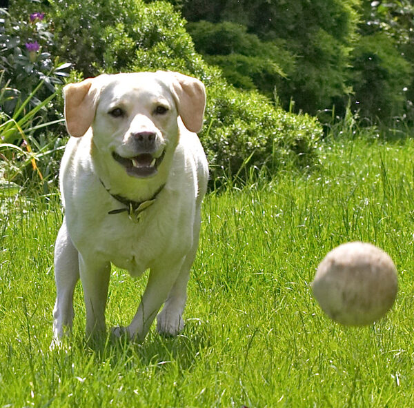 I see the ball