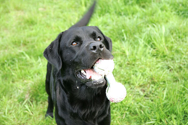 Otis with Toy