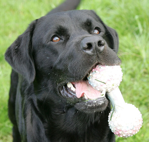 Otis With Toy