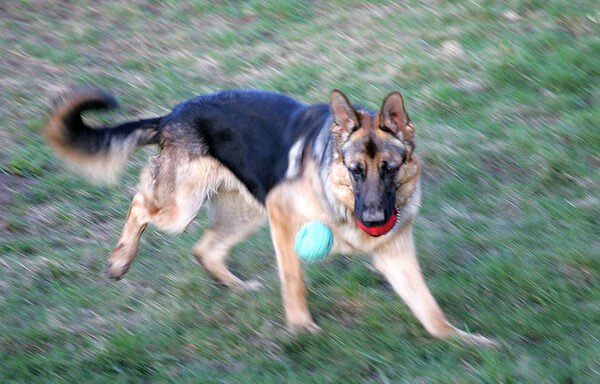 Paulo Playing Catch -- With Two Balls