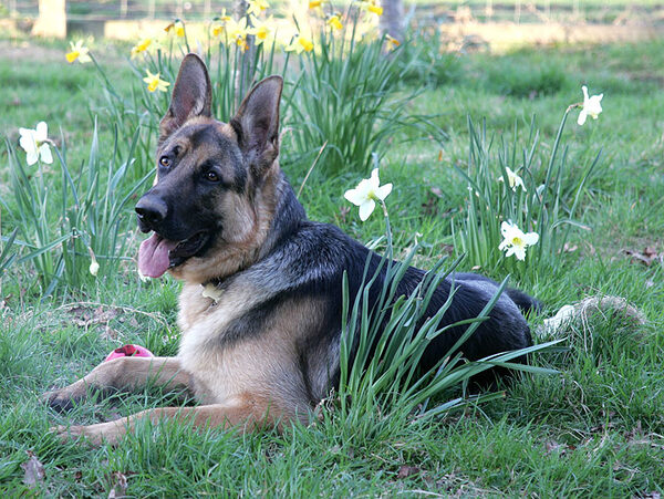Paulo in the Daffodils