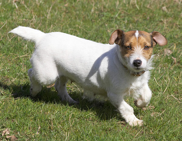 Jack Russell