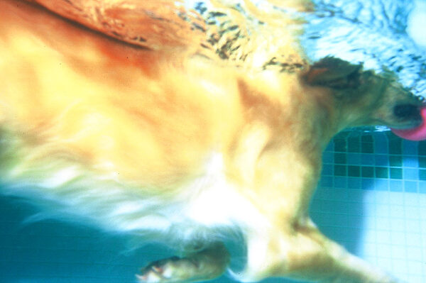 Spice Underwater