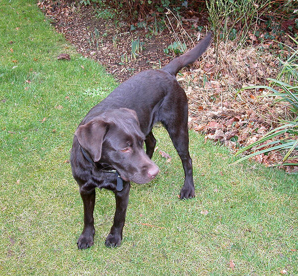 Tess on the Prowl