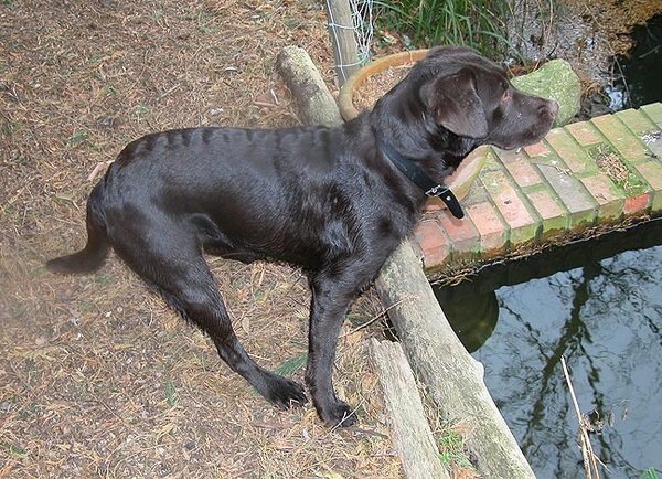 Tess Contemplating the Canal
