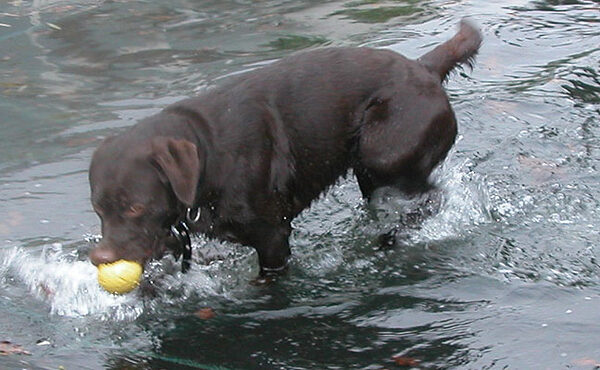Tess and The Yellow Ball