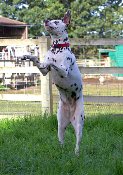 Mia Jumping to Catch a Ball