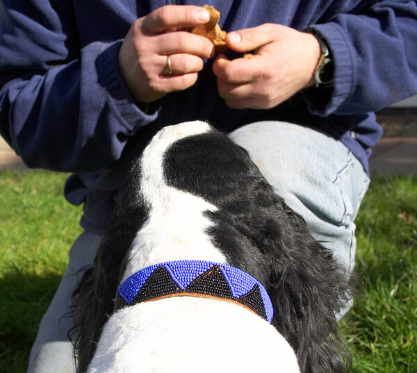 Wow, that's a mighty handsome collar