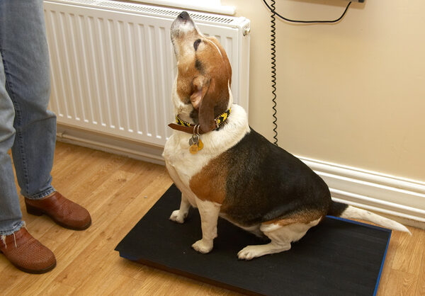 OK, I'm sitting still so you can get my weight.  Now give me that treat!
