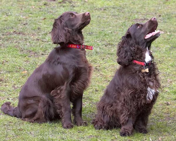 Poppy and Fizzy Waiting for a Cookie
