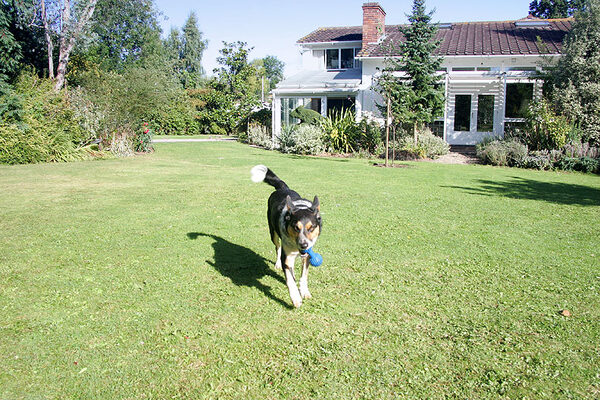 Bart Playing Catch