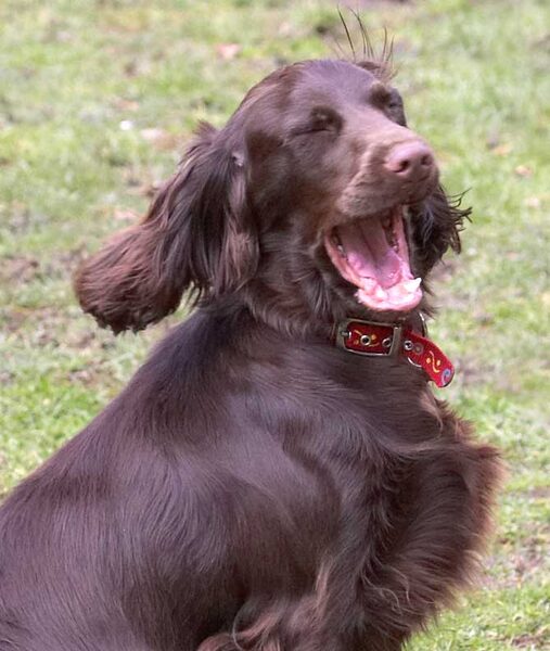 Poppy Yawning
