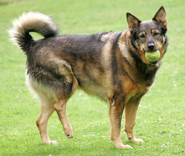 Sophie With Tennis Ball